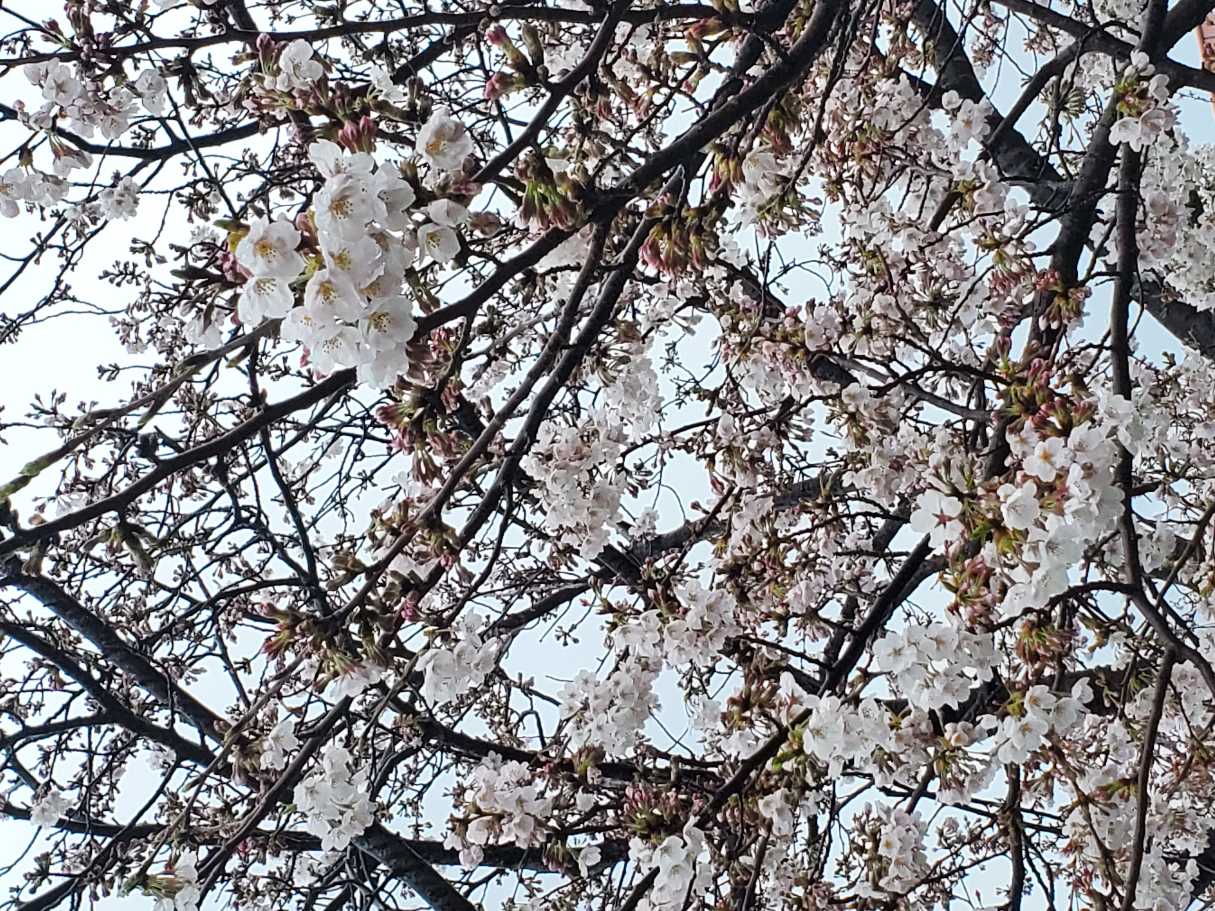 Cherry Blossoms